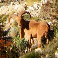 Aoudad Hunting in Spain