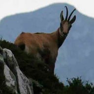 Cantabrian chamois