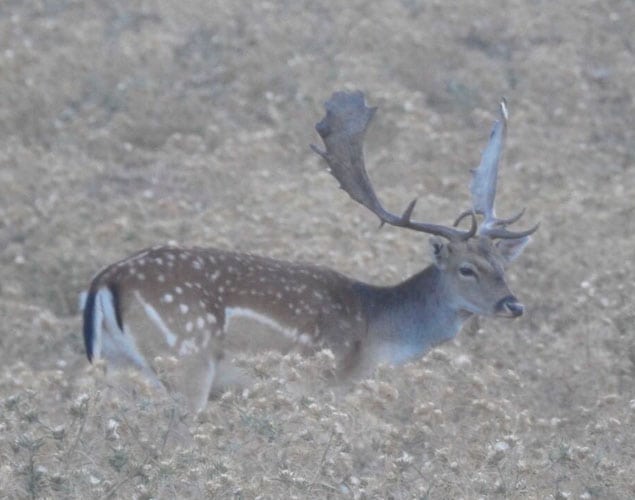 fallow deer hunting in a spanish species hunting combos