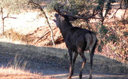 spanish driven hunt