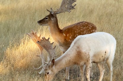 fallow deer spain