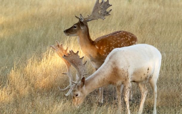 Fallow Deer Hunting in Spain. One of the best area 1 hour from Madrid.