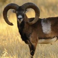 iberian mouflon sheep in a driven hunt monteria