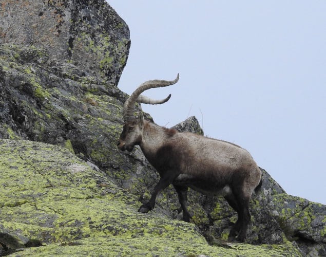 Gredos Ibex