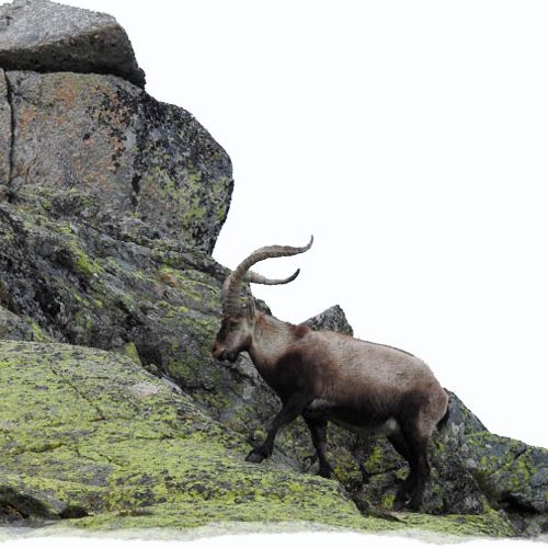 gredos-ibex