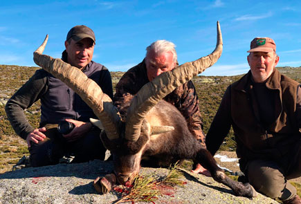 gredos ibex hunting