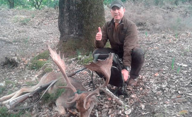 fallow deer trophy in a driven hunting monteria