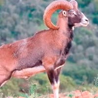 iberian mouflon hunting