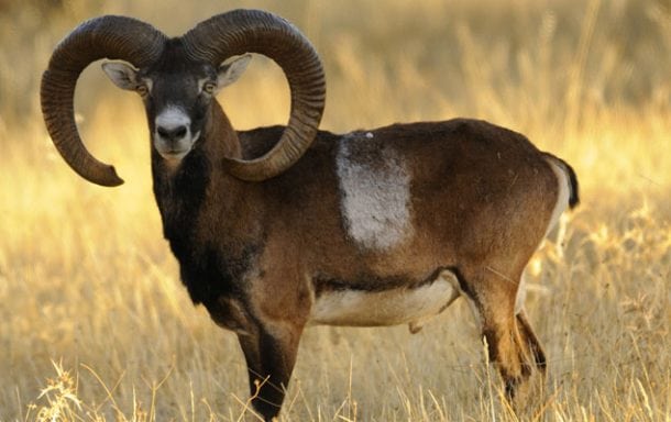 Iberian Mouflon Best Price. Europen Mouflon Sheep Hunting In Spain