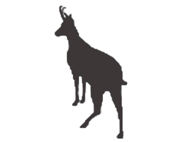 pyrenean chamois icon