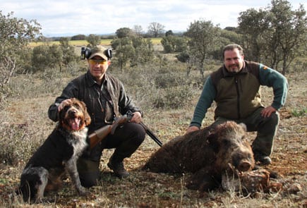 Wild boar hunt during a walk-up in Spain