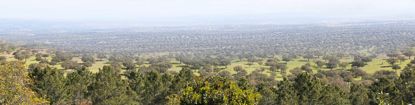 landscape hunting in spain