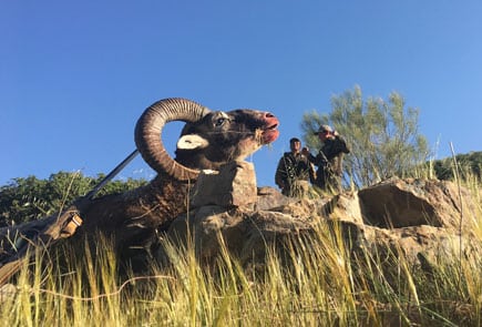 wild sheep trophy Spain