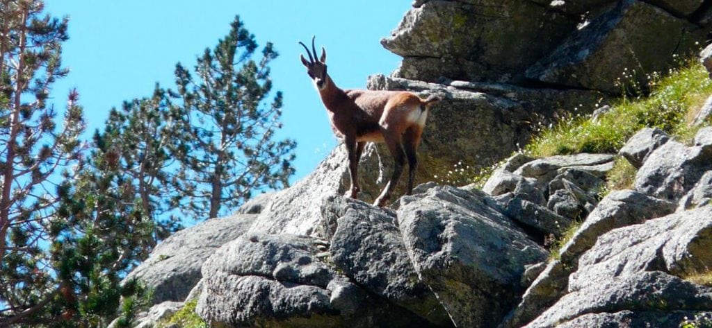 Pyrenean chamois hunt