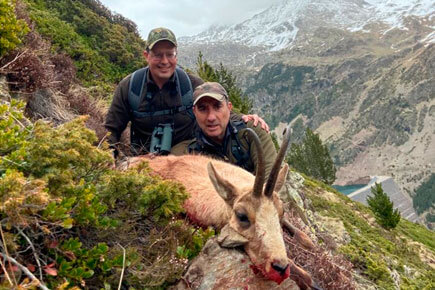 pyrenean chamois hunting spain