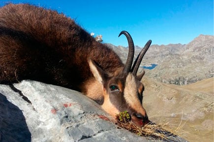 pyrenean chamois trophy 2