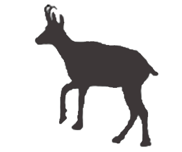 cantabrian chamois icon