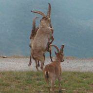 Sierra Nevada Spanish Ibex