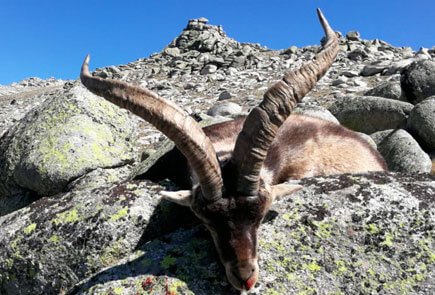 gredos ibex hunt