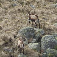 trip-gredos-ibex-3