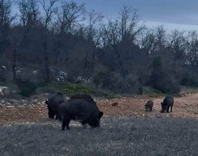 wild boar spain