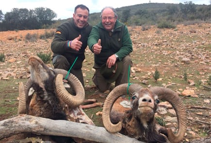 wild sheep spain