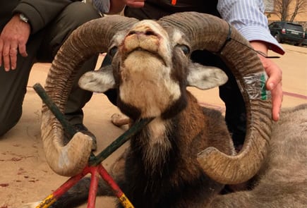 wild sheep trophy spain