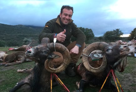 wild sheep spain trophy